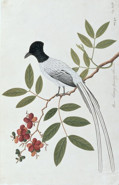 Bua Redang Boorong cha-wie, from Drawings of Birds from Malacca, c.1805-18 by Chinese School